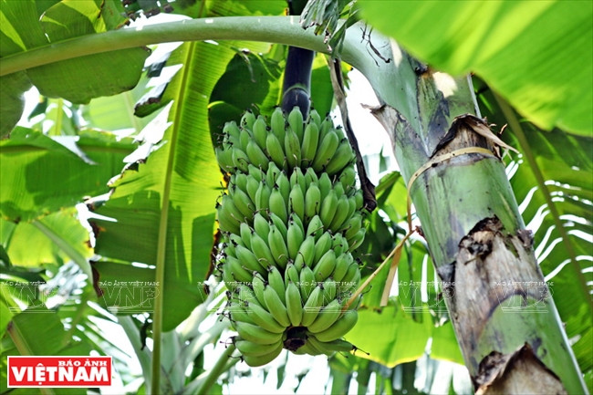 De beaux régimes de bananes qui attendent être récoltés.
