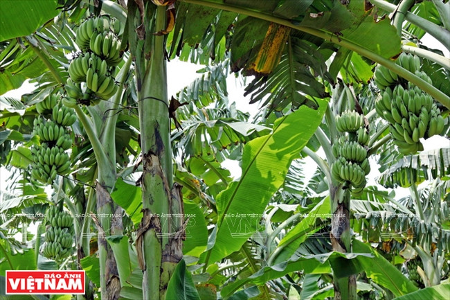 La culture de bananes est devenue ces dernières années la source de revenus principale des habitants du district de Khoai Châu, province de Hung Yên, car elle rapporte de gros bénéfices. Elle nécessite un investissement de moins de 20 millions par hectare mais son bénéfice annuel est multiplié par dix, soit près de 200 millions de dongs.