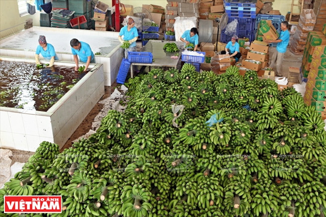 Les bananes sont traitées avant d’être exportées. 