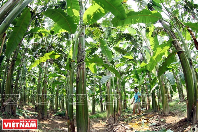 A Khoai Châu, la culture de bananes est pratiquée essentiellement sur les deux rives des fleuves. 