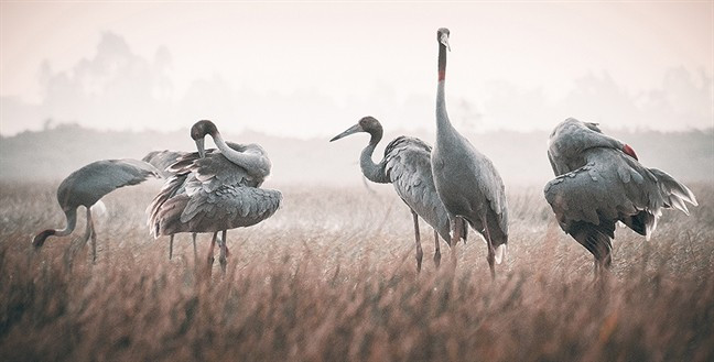 L'œuvre « Grues » de Lê Thi Kim Liên.