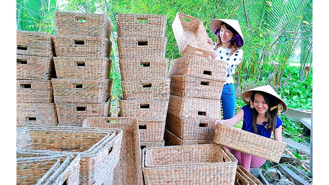  Le tissage de paniers en jacinthe d’eau, une plante aquatique disponible dans la campagne vietnamienne, constitue une source de revenus supplémentaire pour des milliers de personnes dans la commune de Ninh Quoi, district de Hong Dan, province de Bac Liêu (au Sud).