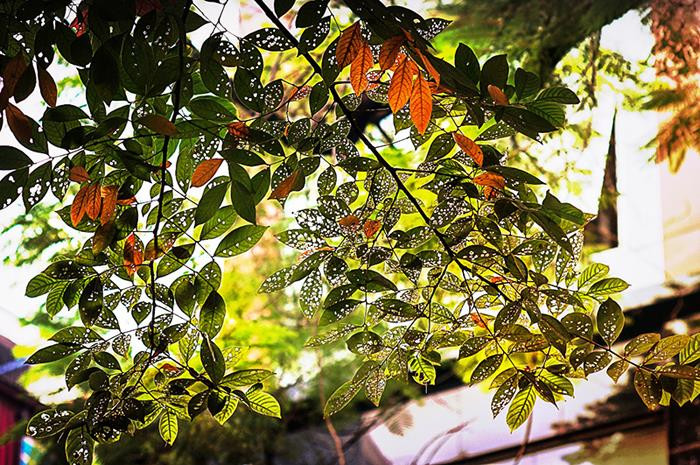 Hanoï tissant des couleurs. Photo : Luu Hông Hà.