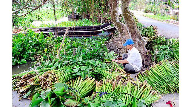 Après la récolte, les feuilles sont coupées pour prendre la tige de la jacinthe d’eau.
