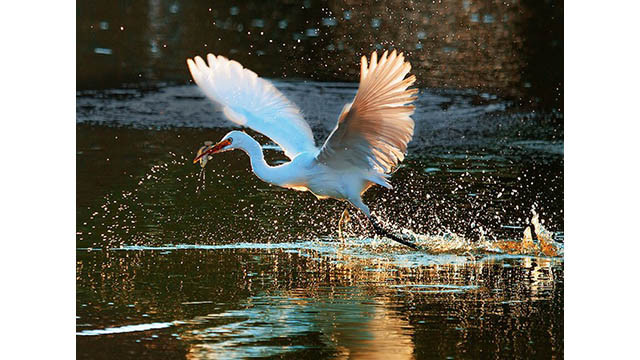 L'œuvre « Les cigognes blanches attrapent l’appât ».