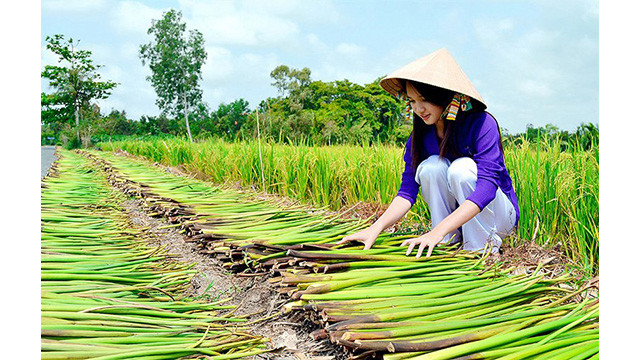 La tige est ensuite séchée.