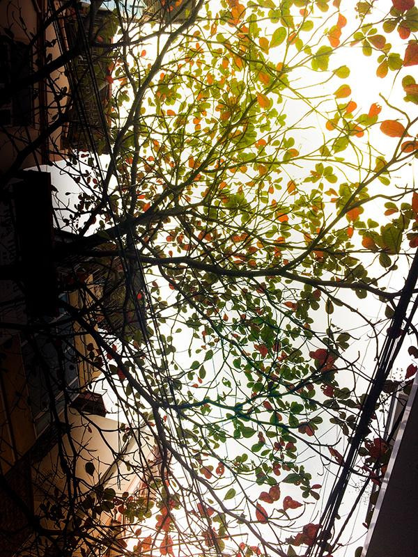 Les feuilles d'automne. Photo : Luu Hông Hà.