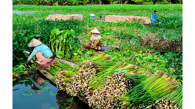 Récolte de la jacinthe d’eau.