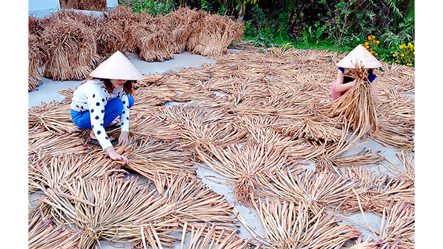 Les tiges séchées sont maintenant prêtes pour la fabrication d'objets d'artisanat.