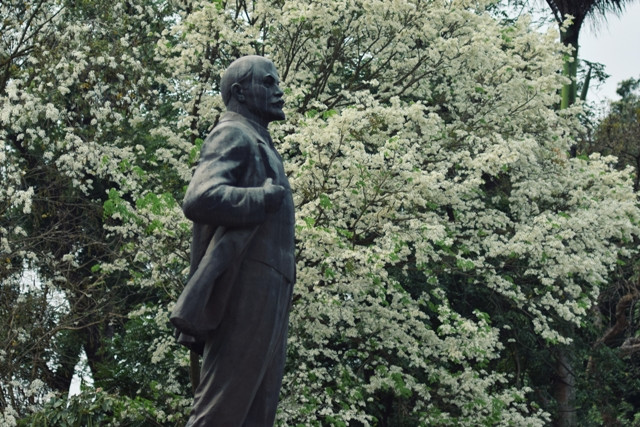 Ces arbres sont plantés dans plusieurs rues telles que Phan Dinh Phung, Hoang Hoa Tham, Phan Chi Trinh, Giang Vo, Thanh Nien, etc.