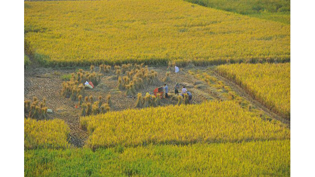 Les sources d’eau de la rivière Quây Son donnent de bonnes récoltes.