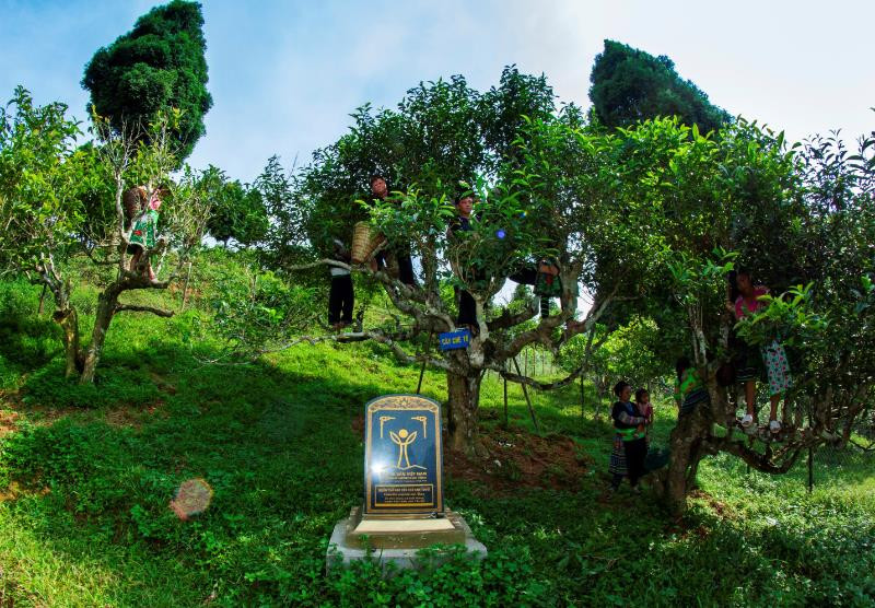Les autorités locales ont chargé la famille de Vang A Khua de protéger, soigner et récolter le -les??? théier de plus de 300 ans, qui est reconnu « Arbre patrimonial du Vietnam ».