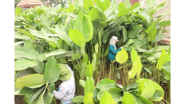 Le village de Tràng Cat, commune de Thanh An, district de Thanh Oai, en banlieue de la ville de Hanoi, compte à l’heure actuelle plus de 300 foyers cultivant des Stachyphrynium placentarium dont les feuilles servent à préparer les « banh chung » à l’occasion du Têt traditionnel.