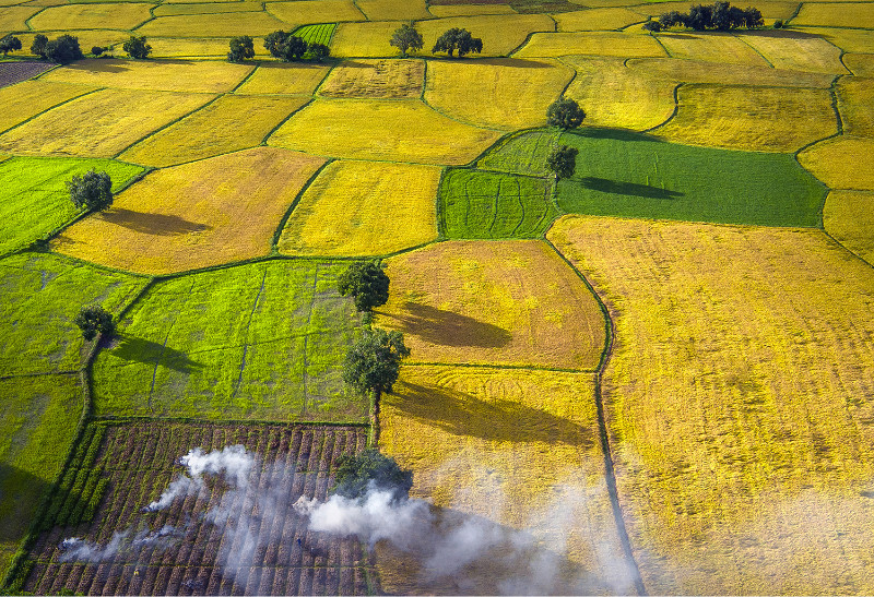 Dans les champs de la région du quadrilatère de Long Xuyên.