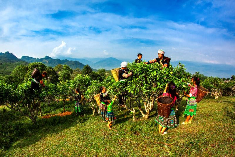 Les proches de Vang A Khua récoltent des bourgeons sur des théiers centenaires.