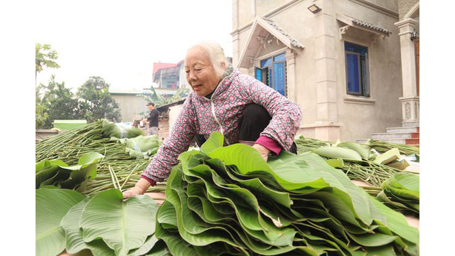 Les habitants du village de Tràng Cat classent les feuilles dong après la récolte.