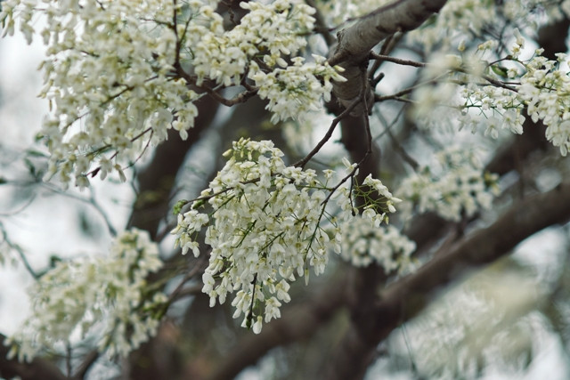 La couleur cotonneuse de ces fleurs rend le paysage de la capitale romantique et paisible, attirant le regard des amoureux de Hanoi.