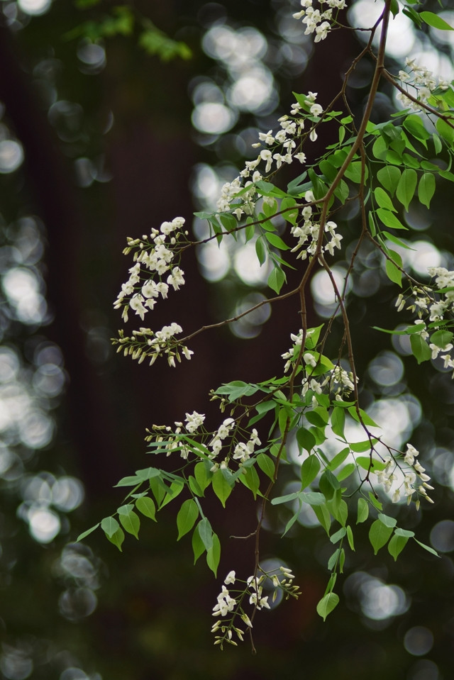 Des fleurs blanches comme la neige frémissent sous le vent.