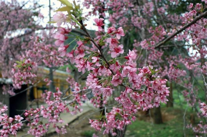 Les "To Day" s'épanouissent à l'approche du printemps.