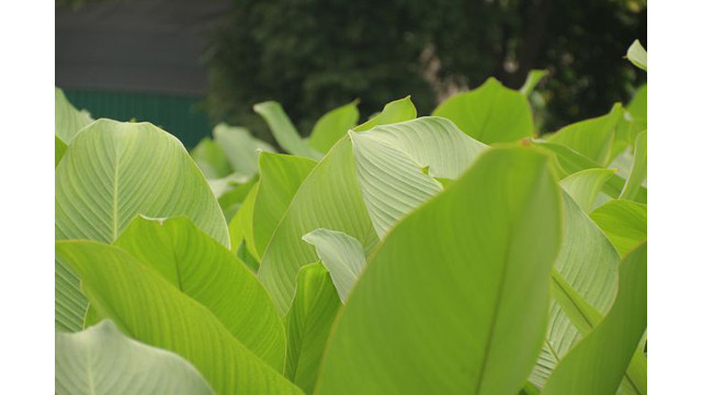 La récolte des feuilles dong devrait s’achever au 25e jour du 12e mois lunaire.