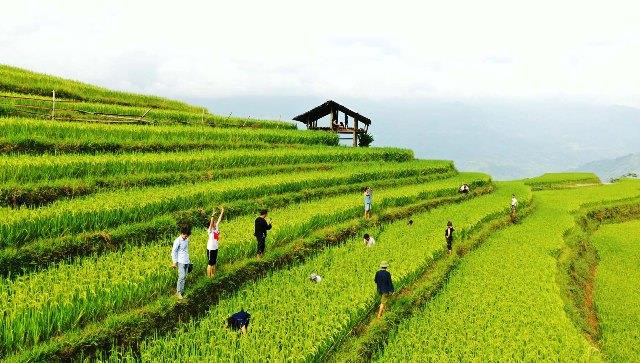 La Semaine de la culture et du tourisme mettant en valeur les rizières en terrasses de Hoàng Su Phi est organisée chaque année, attirant davantage de visiteurs dans la province de Hà Giang.