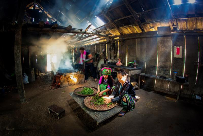 Après avoir été grillés, les bourgeons de thé sont froissés plusieurs fois à la main. 