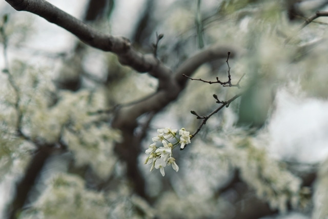 Des fleurs de « sua » comme des flocons de neige.