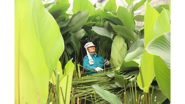 Au milieu du 12e mois lunaire, les habitants du village Tràng Cat s’affairent à récolter les feuilles " dong ".