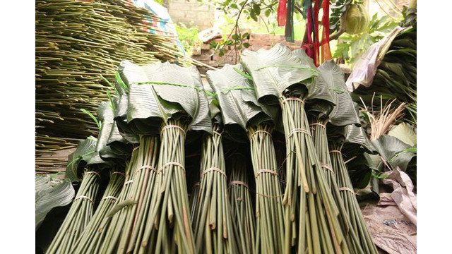 Les feuilles " dong " récoltées sont entassées dans la cour des habitants. Les feuilles " dong " donnent aux " banh chung " (gâteau du Têt) une couleur verte et une bon odeur typique.