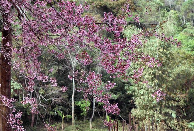 Les conditions naturelles dans la région sont favorables à la croissance de cette fleur.