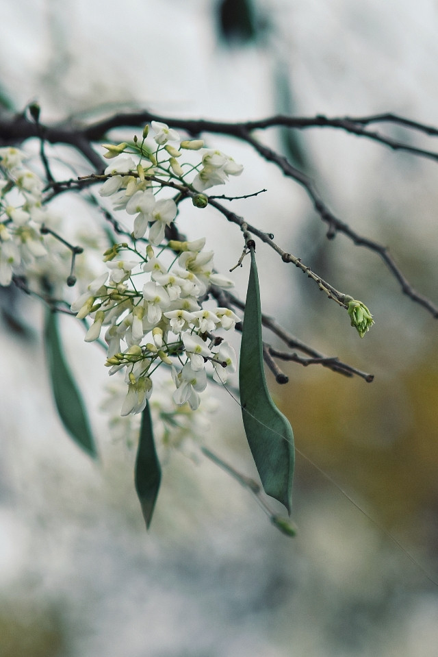 La durée de brillance des fleurs « sua » est très courte. Ces belles fleurs dépérissent rapidement.