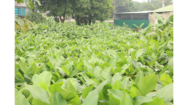 Selon les horticulteurs, la culture des Stachyphrynium placentarium est très simple. Il suffit de séparer des rameaux, puis les piquer sous le sol, en prendre soins et atteindre la récolte.