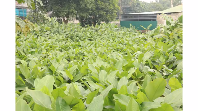 Selon les horticulteurs, la culture des Stachyphrynium placentarium est très simple. Il suffit de séparer des rameaux, puis les piquer sous le sol, en prendre soins et atteindre la récolte.