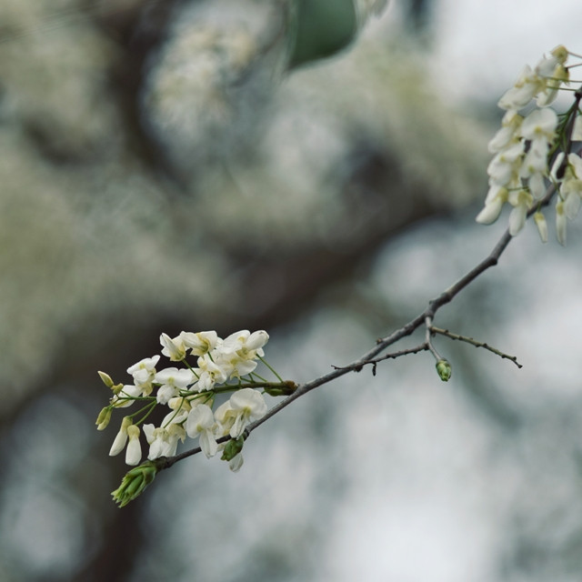 La beauté douce et paisible de Hanoi est couverte de la couleur blanche des fleurs de « sua ».