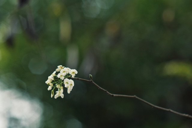 Des fleurs de « sua » sont devenues un trait charmant de Hanoï en mars.