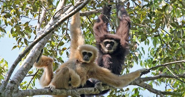 Les gibbons Cao Vit n’ont pas de queue, mais de longs bras. À maturité, un gibbon Cao Vit peut peser environ 7 ou 8 kilos. Le mâle a des poils noirs alors que la femelle et les petits ont des poils jaunes.