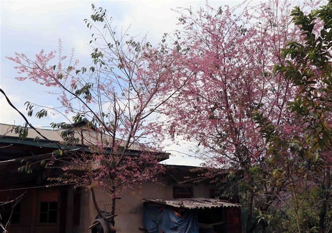 La floraison des "To Day" marque l’arrivée du printemps.