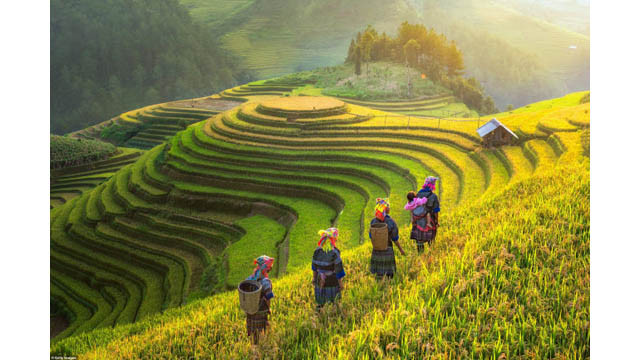 Paysans dans les rizières en gradins de Mù Cang Chai, province de Yên Bai (au Nord).