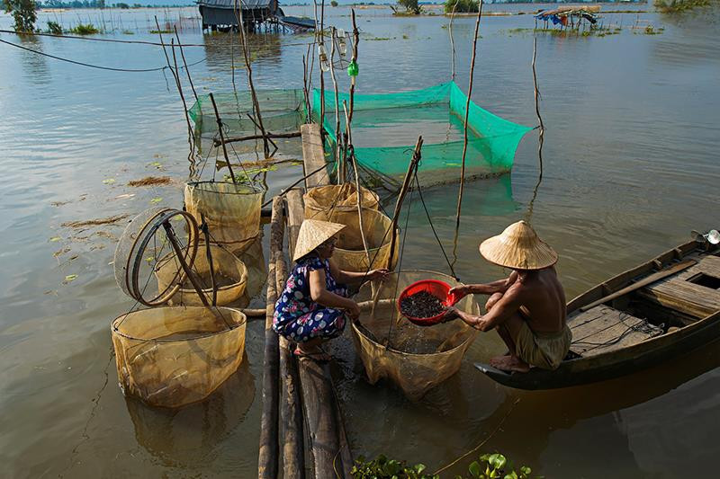 An Giang est l'une des premières provinces de la région à accueillir la saison, durant laquelle les inondations recouvrent les champs.