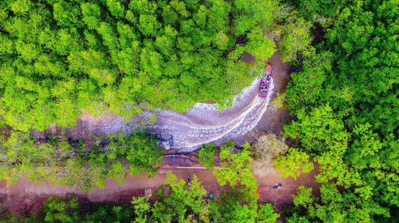 Les touristes visitent la mangrove de Rung Sac en canot. 