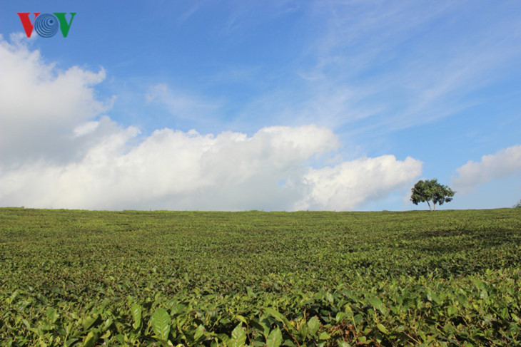 Peu connu des touristes étrangers, bien que facile d’accès depuis Hanoi, le plateau de Moc Chau attire les vacanciers grâce à ses superbes panoramas de plantations de thé à flanc de collines. En été, le climat est très agréable, environ 20°C. C’est l’une des principales raisons qui explique que Moc Chau attire de plus en plus de visiteurs.