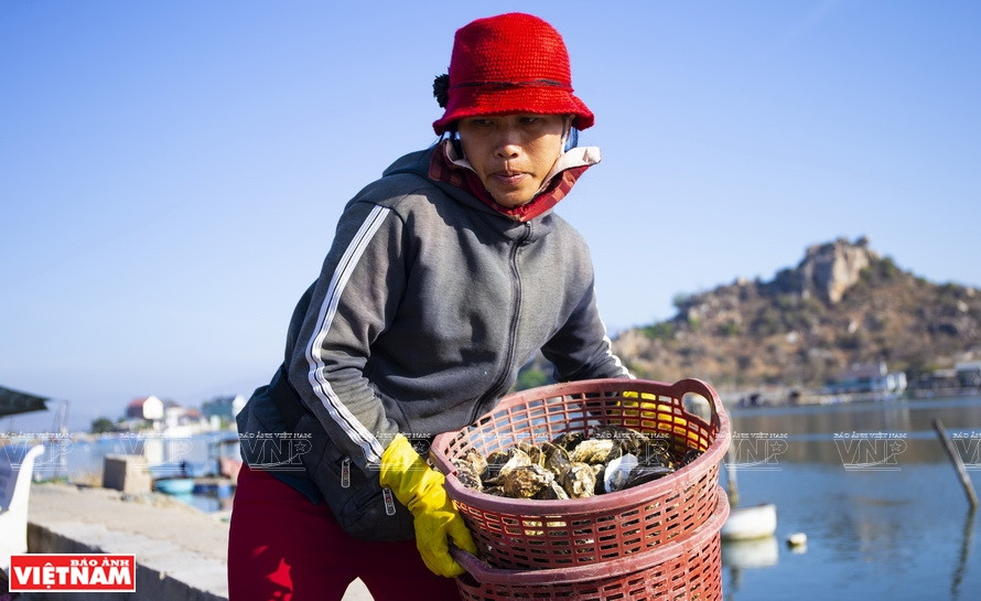 Récolte des huîtres dans la lagune de Nai. Photo : VNP