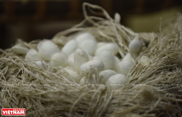 Cocons de soie. Photo: VNP