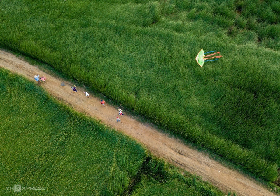 Des enfants font voler des cerfs-volants sur un champ de carex vert dans le village de Phu Tan du district de Tuy An, à environ 30 kilomètres de Tuy Hoa, la capitale de Phu Yen, qui abrite de belles plages. Les villageois de Phu Tan entrent dans la saison de récolte des carex de mai à juillet chaque année.