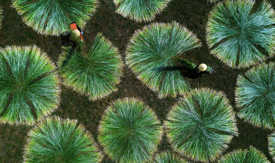 Les femmes en chapeaux coniques sèchent le carex au soleil.