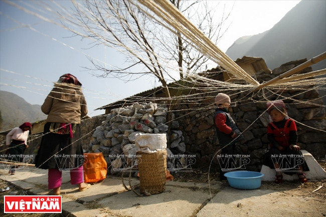 Les fibres de lin sont séchées au soleil. 