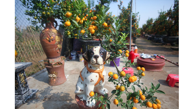 Un kumquat bonsaï en pot coûte 2 à 3 millions de dôngs.