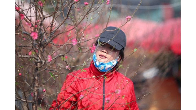 Vendeuse des branches de pêcher au marché aux fleurs de Quang Ba. 