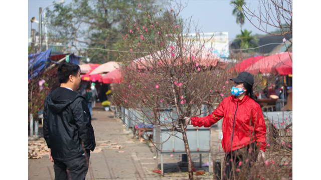 Les fleurs de pêcher sont apparus sur le marché de Quang Ba. Une branche coûtait 700 000 dôngs début janvier.