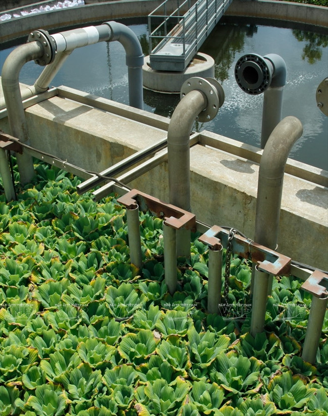 L’utilisation des jacinthes d’eau pour filtrer les eaux usées contribue à la protection de l'environnement.